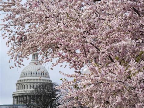 Care, ‘magic’ help DC’s cherry blossom trees defy age